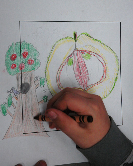 Drawing Plants